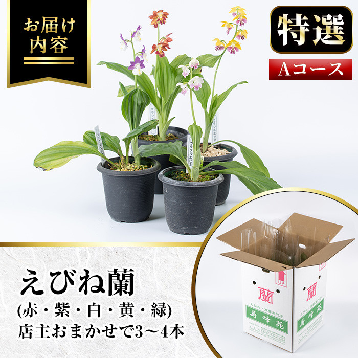 ïŒæ°ééå®ïŒå¯¿å³°èç¹éžãã³ãè(Aã³ãŒã¹)åºäž»ã®ããããã®ãã³ãèã®èã3ã4æ¬ãå±ãããããŸãïŒã寿峰èããA-1542Hã