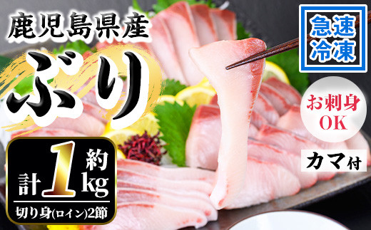 [先行予約受付中!]鹿児島県産!冷凍ぶり(ロイン2節入・計1kg前後/カマ付) 国産 九州産 鹿児島産 魚介 魚 旬 鰤 ブリ ぶり ハマチ はまち 刺身 お刺身 海鮮丼 漬け丼 ブリ大根 ぶりしゃぶ しゃぶしゃぶ 鍋 お鍋 カマ ロイン 切身 冷凍[全栄フーズ][A-1955H]
