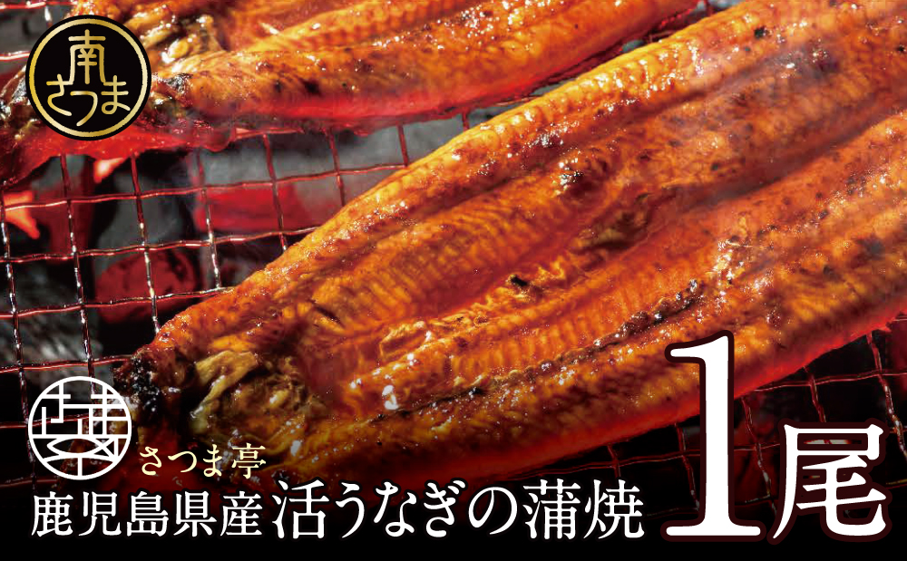 【鹿児島県産】活うなぎの蒲焼1尾 鰻 ウナギ 丑の日 グルメ うな重 うな丼 蒲焼 かば焼き お取り寄せ 南さつま市