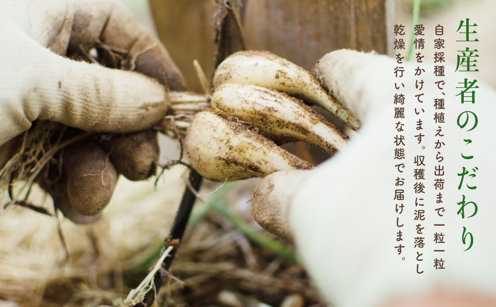 【鹿児島県南さつま市産】期間限定！砂丘地で栽培した自家採種らっきょう 約3.5kg 野菜 旬 らっきょう サラダ 漬物 鹿児島県産 小宮ファーム 南さつま市