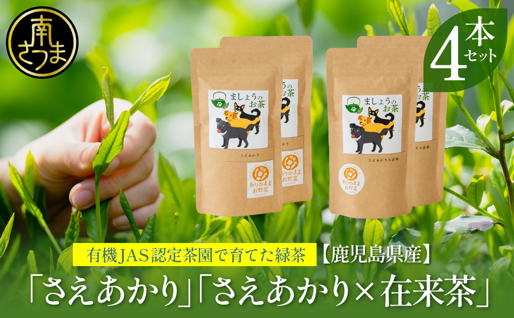 【鹿児島県産緑茶】ましょうのお茶「さえあかり」「さえあかり×在来茶」4本セット 計200g 鹿児島県産 かごしま お茶 日本茶 緑茶 茶葉 南さつま市