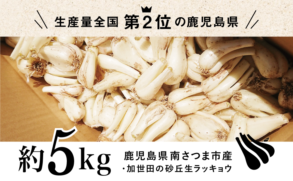加世田の砂丘生ラッキョウ 約5kg◆5月上旬頃から出荷開始◆先行受付 先行予約 鹿児島県産 南さつま市産 生らっきょう 旬 季節 野菜 特産品 農家直送 産地直送 サラダ 漬物 外園農園 鹿児島県 南さつま市