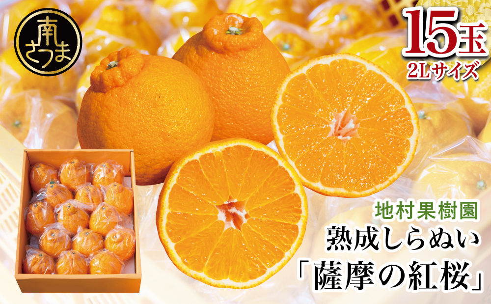 【至高の熟成柑橘】「薩摩の紅桜（不知火）」2Lサイズ15玉 果物 フルーツ 熟成 柑橘 長期貯蔵 しらぬい 不知火 鹿児島 南さつま市