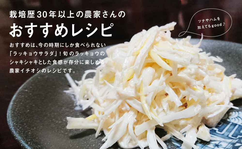 加世田の砂丘生ラッキョウ 約5kg◆5月上旬頃から出荷開始◆先行受付 先行予約 鹿児島県産 南さつま市産 生らっきょう 旬 季節 野菜 特産品 農家直送 産地直送 サラダ 漬物 外園農園 鹿児島県 南さつま市