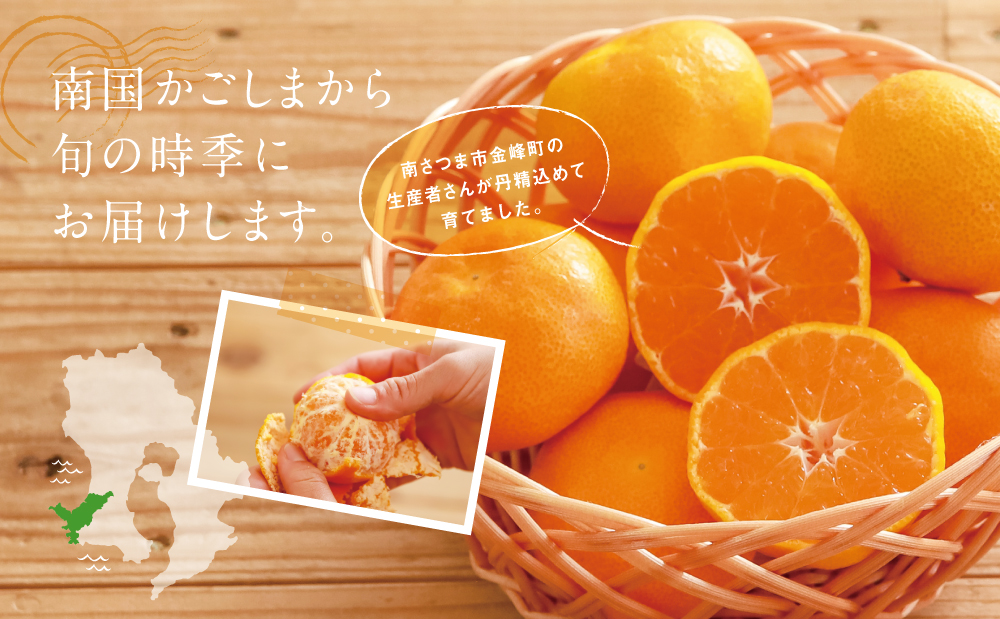 鹿児島県産 ハウスみかん 約2.4kg【 先行受付 ★7月～8月発送★】 化粧箱入り 先行予約 柑橘 みかん ミカン 蜜柑 ハウスミカン 温室 温州ミカン 温州みかん 旬 数量・期間 限定 国産 果実 果物 くだもの フルーツ 果肉 果汁 食品 デザート スイーツ おやつ 甘い 旬 季節限定 季節の果物 おすすめ ご褒美 贅沢 グルメ お取り寄せ JAさつま日置 鹿児島 鹿児島県 南さつま市