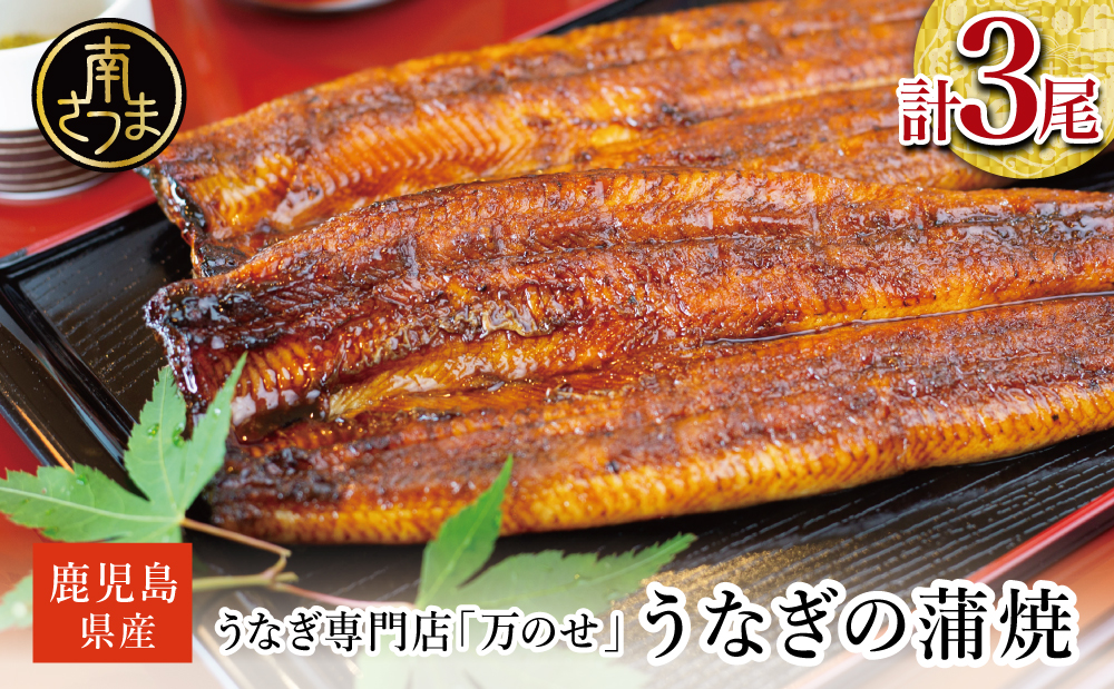 鹿児島県産 うなぎ蒲焼 3尾 セット うなぎ専門店「万のせ」ジューシー スタミナ ウナギ 鰻 蒲焼き 国産 ギフト うな重 たれ ひつまぶし 山椒 冷凍 簡単調理 贈り物 お取り寄せグルメ 冷凍 鹿児島県 南さつま市