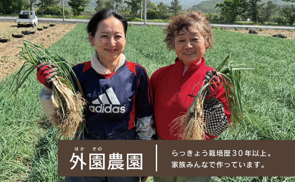 加世田の砂丘生ラッキョウ 約5kg◆5月上旬頃から出荷開始◆先行受付 先行予約 鹿児島県産 南さつま市産 生らっきょう 旬 季節 野菜 特産品 農家直送 産地直送 サラダ 漬物 外園農園 鹿児島県 南さつま市