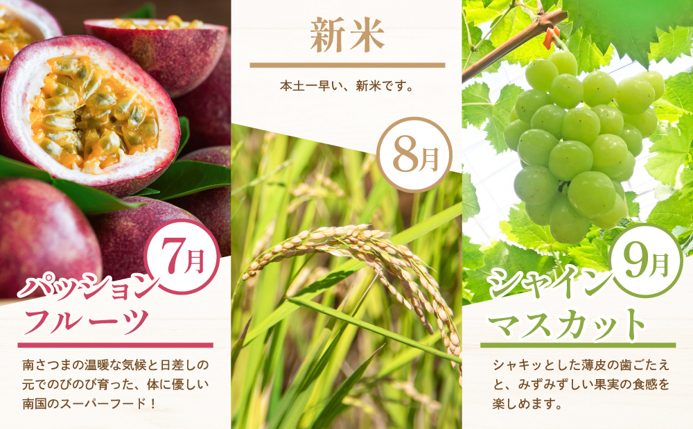【定期便】南国の恵み 旬のフルーツ・野菜定期便（全12回） 鹿児島県産 果物 フルーツ 柑橘 みかん 野菜 お茶 米 お米 コシヒカリ ぶどう シャインマスカット マンゴー メロン 定期便