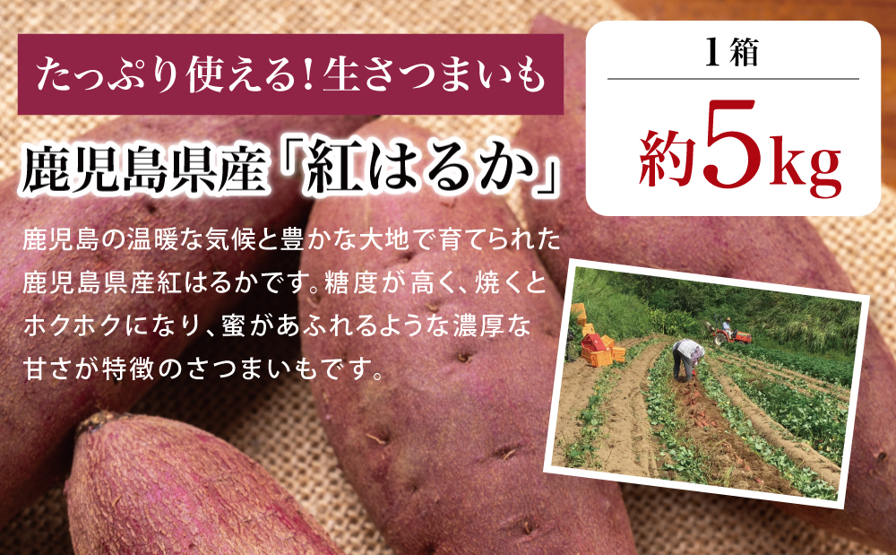 ã鹿å
å³¶çç£ãçãã€ãŸãããçŽ
ã¯ãããçŽ5kg â
11æä»¥éé æ¬¡åºè·â
å¬å£éå® å
è¡åä» ãã€ãŸãã çãã çè çŒãè ãã€ãŸè çè· ãµããã€ã¢ ã¹ã«ã¯ãã ã¹ã€ãŒã éè è²¯èµ åžžæž©ä¿å æ¬ JAåãã€ãŸ 鹿å
å³¶ç åãã€ãŸåž
