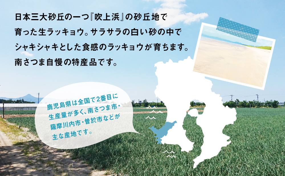 加世田の砂丘生ラッキョウ 約5kg◆5月上旬頃から出荷開始◆先行受付 先行予約 鹿児島県産 南さつま市産 生らっきょう 旬 季節 野菜 特産品 農家直送 産地直送 サラダ 漬物 外園農園 鹿児島県 南さつま市