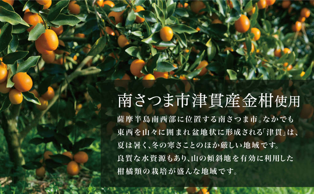 【本坊酒造】金柑リキュール TSUNUKI KUMQUAT（ツヌキ カムクワット） 700ml ソーダ割り カクテル ロック 金柑 ギフト箱 マルス 津貫 酒 お酒 果実酒 柑橘 フルーツ 40% 40度 700ml マルス 津貫 本坊酒造 南さつま市