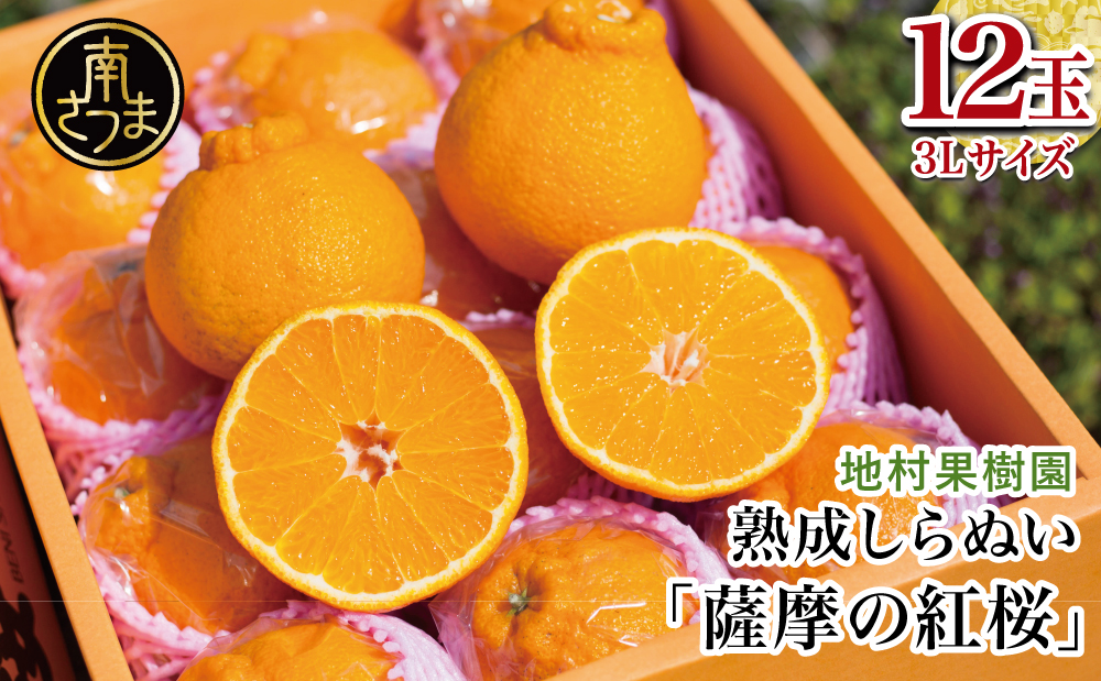 【至高の熟成柑橘】「薩摩の紅桜（不知火）」3Lサイズ12玉 果物 フルーツ 熟成 柑橘 長期貯蔵 しらぬい 不知火 鹿児島 南さつま市