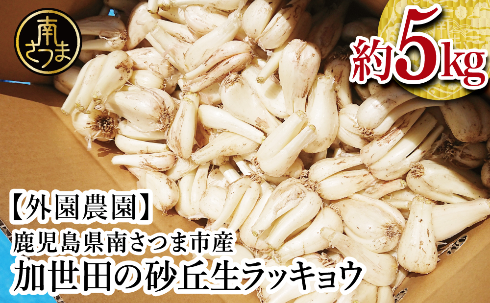 加世田の砂丘生ラッキョウ 約5kg◆5月上旬頃から出荷開始◆先行受付 先行予約 鹿児島県産 南さつま市産 生らっきょう 旬 季節 野菜 特産品 農家直送 産地直送 サラダ 漬物 外園農園 鹿児島県 南さつま市