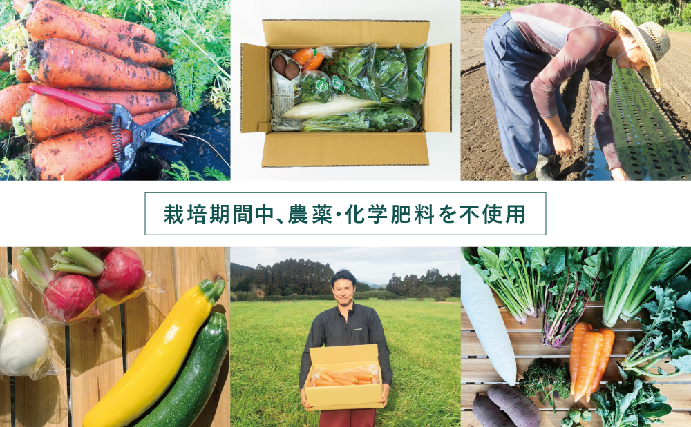 【鹿児島県南さつま市産】福元農園 旬のお野菜 おまかせセット 1箱（5～8品目） 野菜 詰め合わせ 数量限定 鹿児島 南さつま市