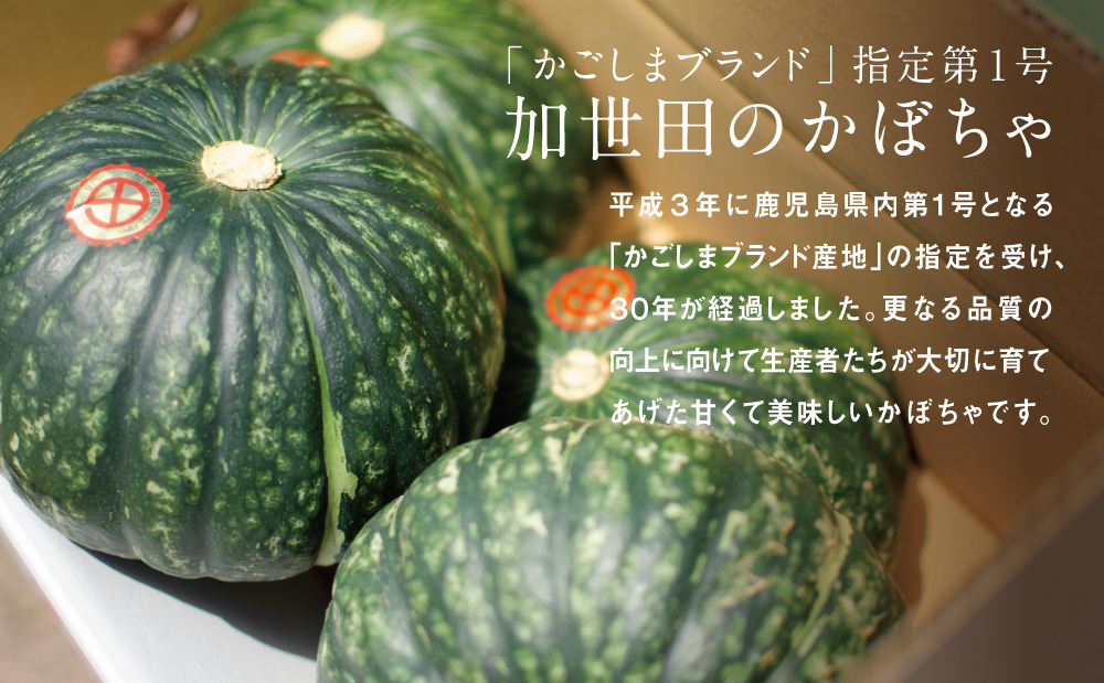 ◆5月～7月出荷◆【かごしまブランド】加世田のかぼちゃ 4個 ［春出荷］ 野菜 カボチャ 常温 鹿児島県産 JA 南さつま市