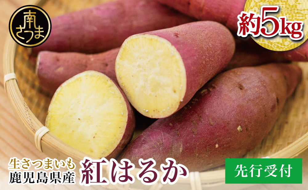 【鹿児島県産】生さつまいも「紅はるか」約5kg ★11月以降順次出荷★ 冬季限定 先行受付 さつまいも 生いも 生芋 焼き芋 さつま芋 甘藷 サツマイモ べにはるか スイーツ 野菜 貯蔵 常温保存 旬 JA南さつま 鹿児島県 南さつま市