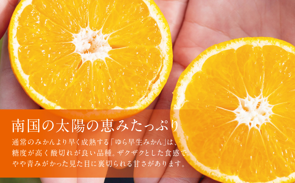 ã9æçºééå§ã 鹿å
å³¶çç£ ããæ©çã¿ãã çŽ5kg ⪠æééå® â« ææ© ãã ãã® ãã«ãŒã æå® ã¿ãã ãã«ã³ èæ æž©å·ã¿ãã æ¥µæ©ç ããã¿ãã çå³ ãžã¥ãŒã·ãŒ 鹿å
å³¶çåãã€ãŸåžç£ åœç£ åœå
ç£ JAåãã€ãŸ