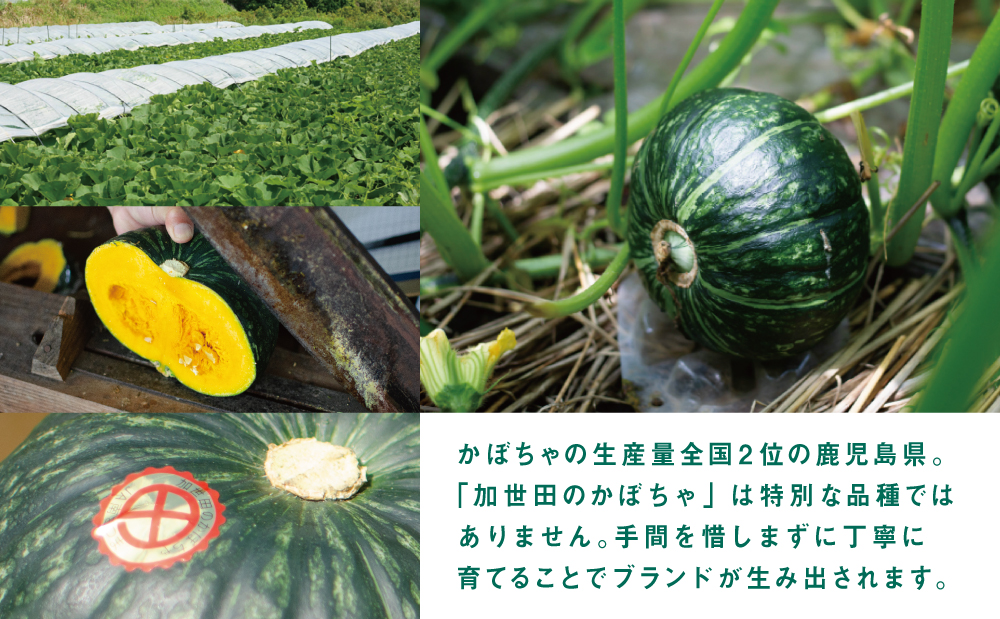 ◆5月～7月出荷◆【かごしまブランド】加世田のかぼちゃ 4個 ［春出荷］ 野菜 カボチャ 常温 鹿児島県産 JA 南さつま市