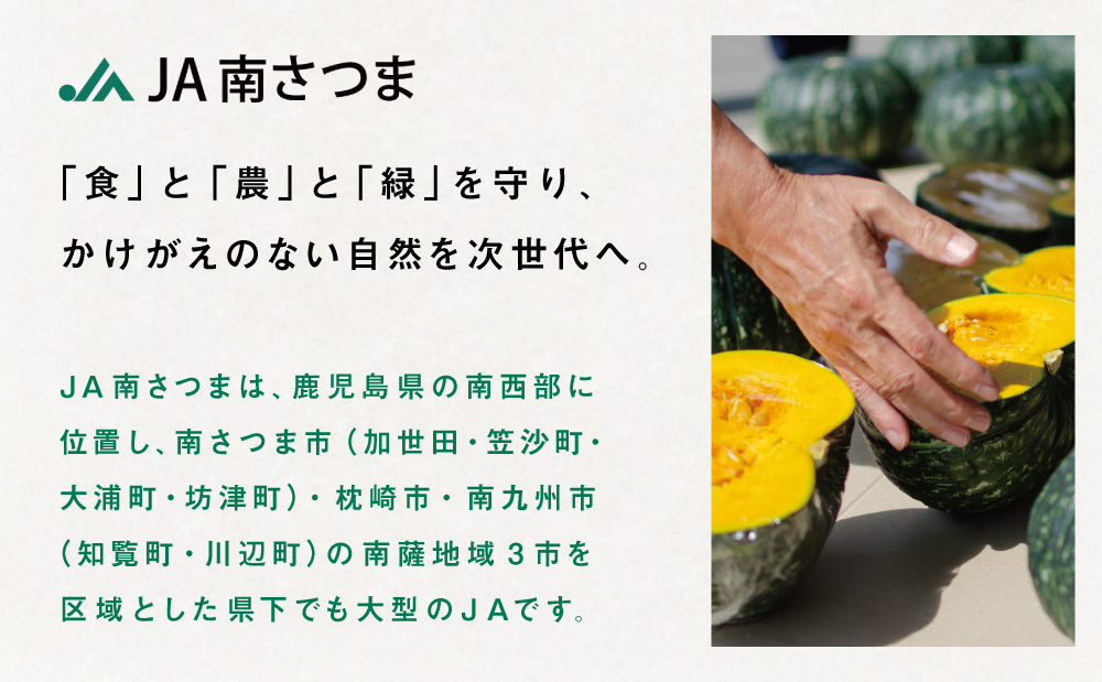 ◆5月～7月出荷◆【かごしまブランド】加世田のかぼちゃ 4個 ［春出荷］ 野菜 カボチャ 常温 鹿児島県産 JA 南さつま市