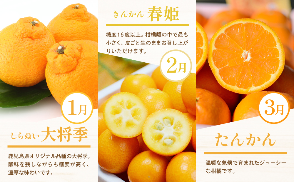 【定期便】南国の恵み 旬のフルーツ・野菜定期便（全12回） 鹿児島県産 果物 フルーツ 柑橘 みかん 野菜 お茶 米 お米 コシヒカリ ぶどう シャインマスカット マンゴー メロン 定期便