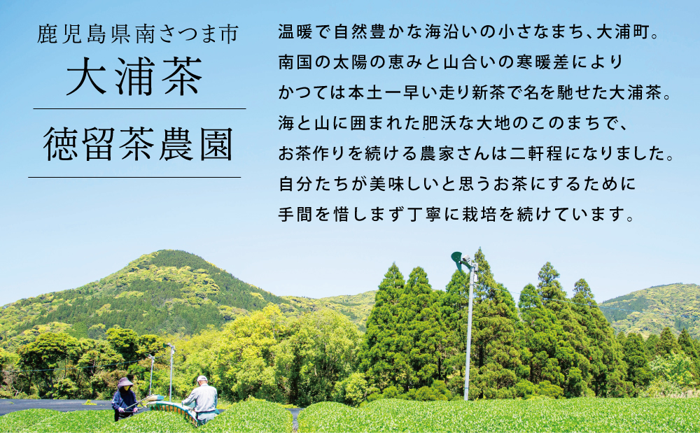 【新茶：5月発送開始】鹿児島県産緑茶 大浦茶 一番茶 3本セット(100g×3) ［贈答用］ 鹿児島県産 国産 かごしま お茶 日本茶 鹿児島茶 緑茶 茶葉 冷茶 飲料 飲み物 旨味 コク 簡単 美味しい 減農薬 プレゼント 贈答 贈答品 贈り物 ギフト 鹿児島県 南さつま市 徳留茶農園
