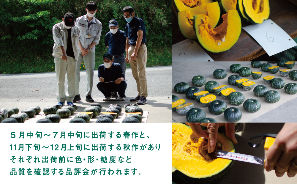 ◆5月～7月出荷◆【かごしまブランド】加世田のかぼちゃ 4個 ［春出荷］ 野菜 カボチャ 常温 鹿児島県産 JA 南さつま市