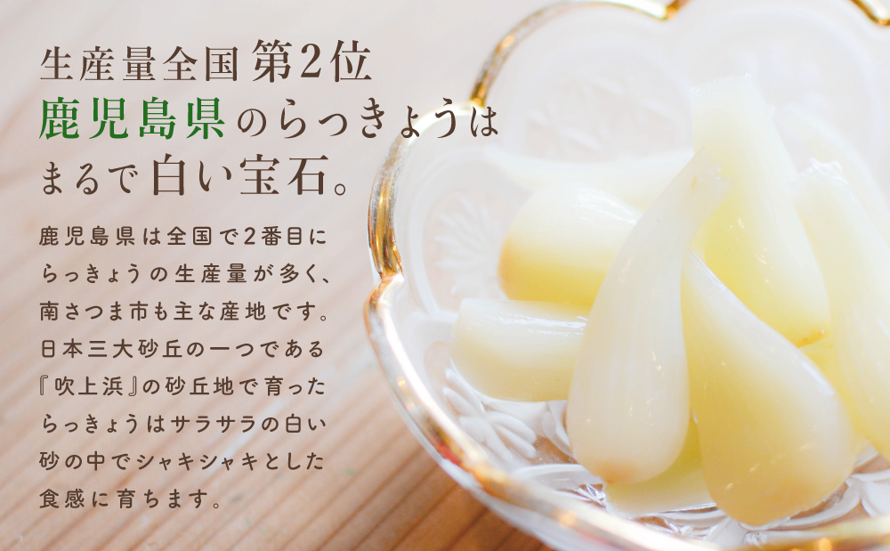 【鹿児島県南さつま市産】期間限定！砂丘地で栽培した自家採種らっきょう 約3.5kg 野菜 旬 らっきょう サラダ 漬物 鹿児島県産 小宮ファーム 南さつま市