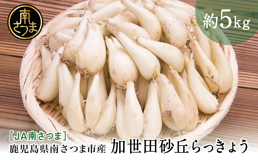 ◆5月中旬発送開始◆【鹿児島県南さつま市産】加世田砂丘らっきょう 約5kg ラッキョウ サラダ 天ぷら かき揚げ 酢味噌 特産品 野菜 旬 期間限定 JA 南さつま市