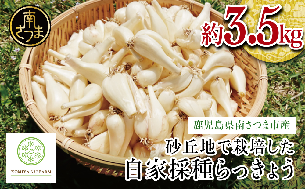 【鹿児島県南さつま市産】期間限定！砂丘地で栽培した自家採種らっきょう 約3.5kg 野菜 旬 らっきょう サラダ 漬物 鹿児島県産 小宮ファーム 南さつま市
