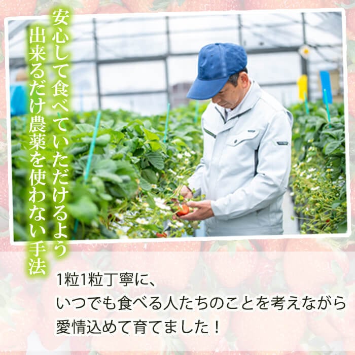 ãæ°ééå®ã鹿å
å³¶çç£ææ¡ãã€ããŽãæã¿ã®ããçŽ1620g(çŽ270gÃ6ããã¯) a3-241