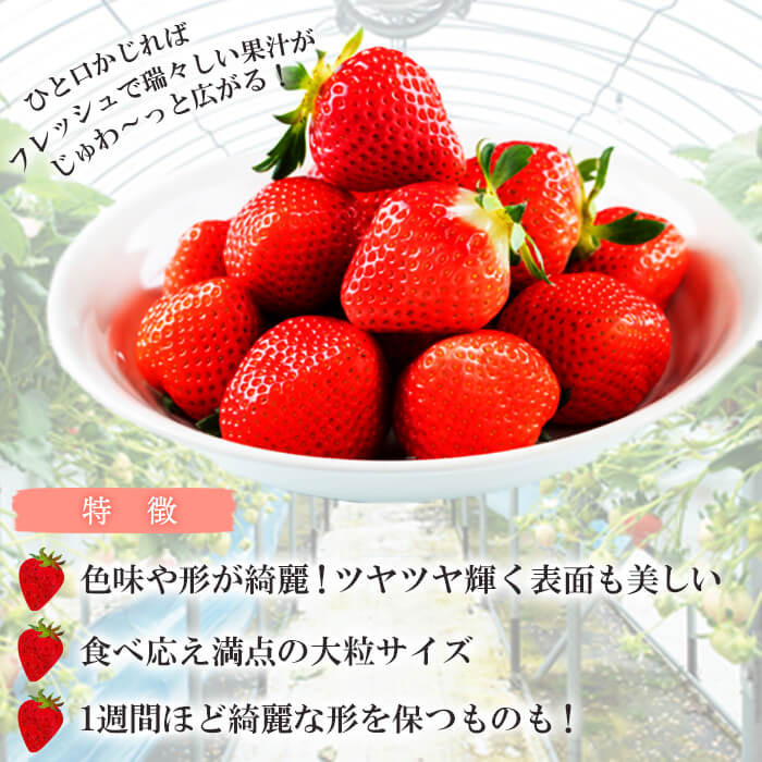 ãæ°ééå®ã鹿å
å³¶çç£ææ¡ãã€ããŽãæã¿ã®ããçŽ1620g(çŽ270gÃ6ããã¯) a3-241