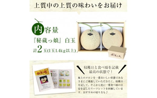 【春限定】極上メロン「秘蔵っ娘」白玉(青肉)2個 メロン マスクメロン 果物 くだもの デザート 青肉 b5-037-s