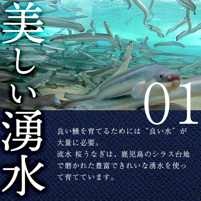 熟練の技が冴える！うなぎの柳澤 流水桜うなぎの蒲焼き3尾(計510g) b2-016