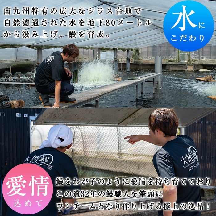 うなぎの大楠＜大＞10尾セット計1.5kg(150g×10尾) うなぎ 鰻 ウナギ 国産 九州産 蒲焼き かばやき 冷凍 うな重 ひつまぶし タレ 山椒 真空パック ランキング 人気 f7-001