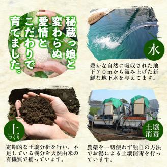 【訳あり・数量限定】牧さんの訳ありメロン 白玉(青肉)計2玉 メロン マスクメロン 果物 くだもの デザート 青肉 訳あり b0-106