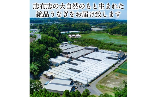 【数量限定】うなぎの大楠＜超特大＞1尾190g a2-075