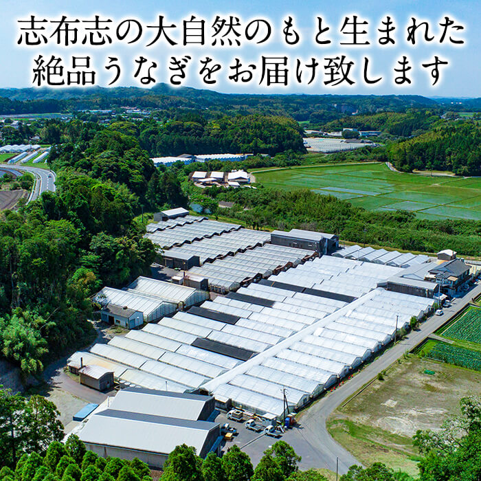 うなぎの大楠＜中＞4尾セット計520g(130g×4) b5-171