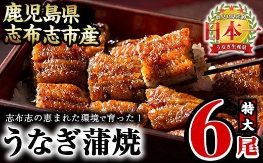 うなぎの大楠＜特大＞6尾セット計1kg超(170g×6) d5-001