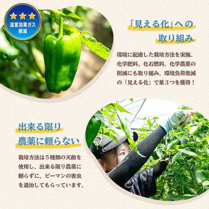 å¿åžå¿ç£ããŒãã³(1kg) ããŒãã³ éè ããã ãŽãŒãŸã æ°é®® åžžæž© åžžæž©ä¿å ããã è©°ãåãã éè³ éè³åè³ éèãœã ãªãšãµããã p8-149