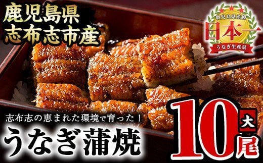 うなぎの大楠＜大＞10尾セット計1.5kg(150g×10) f7-001