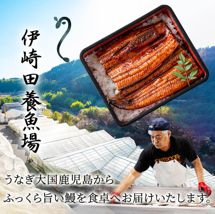 鹿å
å³¶çç£ äŒåŽç°ã®ããªãè²çŒ 倧ïŒ170g以äžïŒÃ 5å°Ÿ(èš850g以äž) c6-081