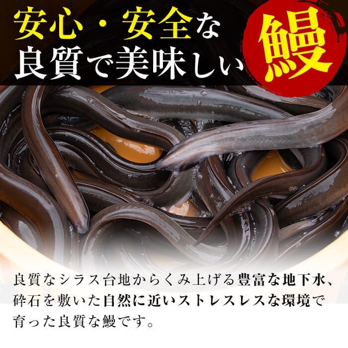 【訳あり・数量限定】復活！不揃いのうなぎ達 計800g以上(鹿児島県産 鰻の蒲焼き)　うなぎ 鰻 ウナギ 不揃い ふぞろい 訳アリ 国産 九州産 蒲焼 蒲焼き かばやき 冷凍 うな重 ひつまぶし 人気 b2-040