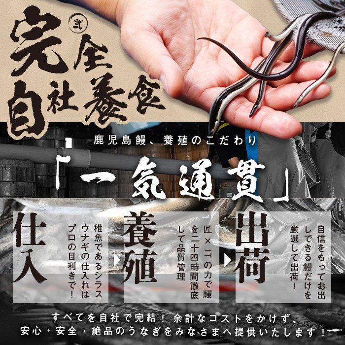 【10営業日以内に発送】鹿児島県産うなぎ蒲焼 名水慈鰻 3尾＜計480g以上＞ うなぎ 鰻 ウナギ 3尾 国産 蒲焼 かばやき 冷凍 真空 真空パック 無頭 うな重 ひつまぶし タレ 山椒 a8-090