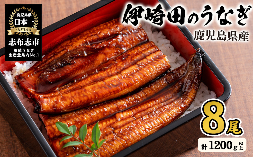 【数量限定】鹿児島県産 伊崎田のうなぎ蒲焼 中＜150g以上＞× 8尾(計1200g以上) e1-001