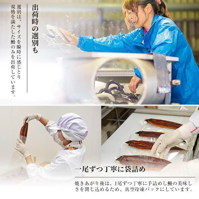 【定期便全3回】うなぎお楽しみ便！ t0047-002