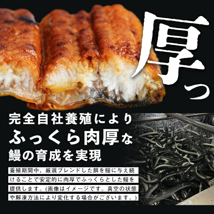 【10営業日以内に発送】鹿児島県産うなぎ蒲焼 名水慈鰻 2尾＜計210～250g＞ うなぎ 鰻 ウナギ 2尾 国産 蒲焼 かばやき 冷凍 真空 真空パック 無頭 うな重 ひつまぶし タレ 山椒 a1-151
