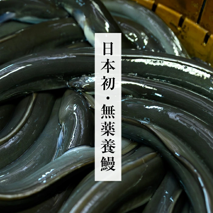 【無薬養鰻】 鹿児島産 山田のうなぎ ＜計960g以上＞ (160g以上×6尾) うなぎ 鰻 ウナギ 無薬 養鰻 無投薬 6尾 国産 九州産 蒲焼き かばやき 冷凍 うな重 ひつまぶし タレ 山椒 c2-014
