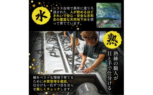 【数量限定】鹿児島県産！秘伝の特上スタミナうなぎ超特大蒲焼き1尾＜200g以上！＞肝吸いセット！ a1-150
