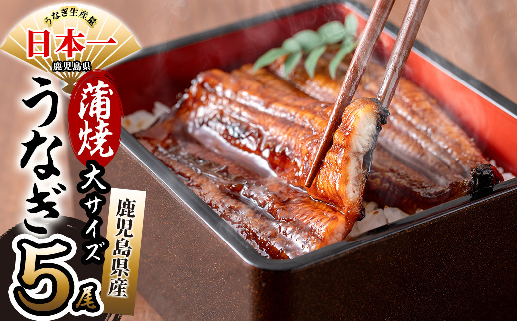 鹿児島県産 伊崎田のうなぎ蒲焼 大＜170g以上＞× 5尾(計850g以上) c6-081