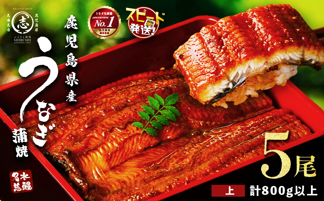 【志布志市制20周年記念】【10営業日以内に発送】鹿児島県産うなぎ蒲焼 名水慈鰻 5尾＜計800g以上＞ うなぎ 鰻 ウナギ 5尾 国産 蒲焼 かばやき 冷凍 真空 真空パック 無頭 うな重 ひつまぶし タレ 山椒 b8-043